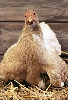 Duckling: Foster Hen & Duckling