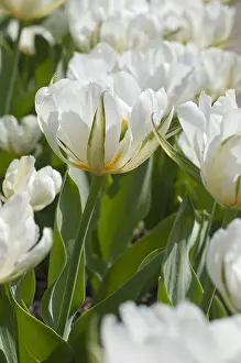 Foster: Foster tulip Exotic Emperor in bloom in a garden