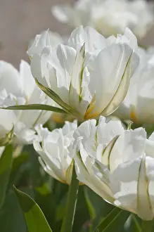 Foster: Foster tulip Exotic Emperor in bloom in a garden