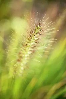 Foxtail: Fountain Grass