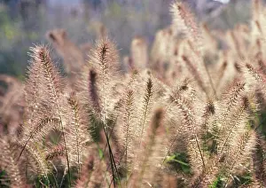 Foxtail: Fountain grass
