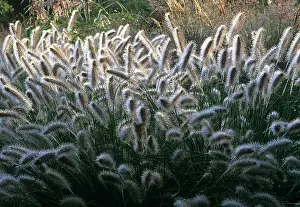 Alopecuroides: Fountain Grass