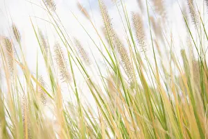 Pennisetum: Fountain Grass