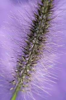 Pennisetum: Fountain Grass