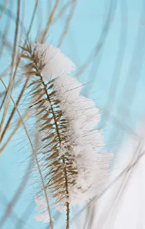 Pennisetum: Fountain Grass