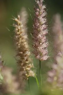 Foxtail: Fountain Grass