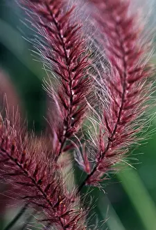 Supple: Fountain Grass
