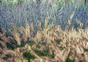 Layers: Fountain grass