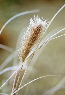 Resistant: Fountain Grass
