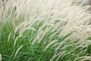 Alopecuroides: Fountain grass, Pennisetum alopecuroides Fairy