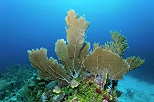 Bodies: Four-eyed Butterflyfish or Foureye Butterflyfish