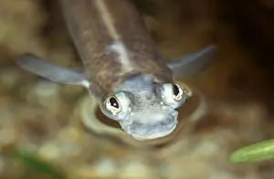 Chris Martin Bahr: FOUR-EYED FISH