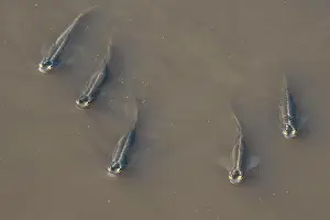 Suriname: Four-eyed fishes, (Anableps) swimming in Suriname