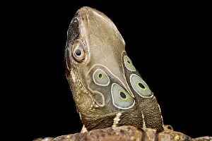 Eyed: Four-eyed turtle (Sacalia quadriocellata), on bl