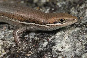 Scincidae: Four-fingered Skink