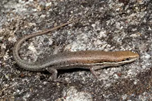 Scincidae: Four-fingered Skink