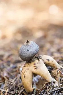 Groningen: Four-footed Earthstar (Geastrum quadrifidum) gr