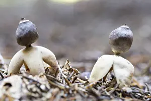 Groningen: Four-footed Earthstar (Geastrum quadrifidum) gr