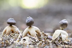 Groningen: Four-footed Earthstar (Geastrum quadrifidum) gr