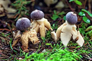 Rayed: Four-footed / Rayed Earthstar Fungus - fruiting