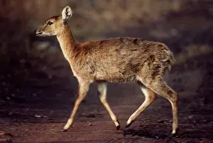 Quadricornis: Four-horned Antelope / Chousingha