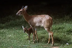 Quadricornis: Four-horned Antelope / Chousingha - buck and young