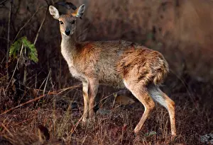 Quadricornis: Four-horned Antelope / Chousingha - female