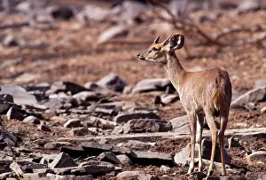 Quadricornis: Four-horned Antelope / Chousingha - male