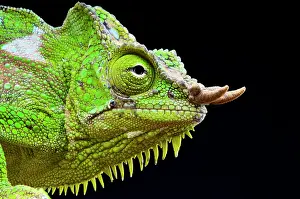 Dewlap: Four-horned chameleon (Trioceros quadricornis)
