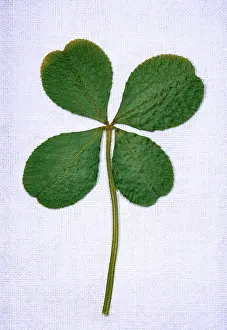 Lucky: Four-leaf Clover - Considered as being lucky