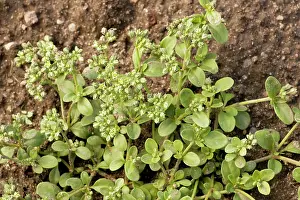 Kindom: Four-leaved allseed