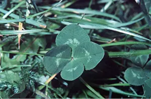 Clover: FOUR-LEAVED CLOVER - Shamrock