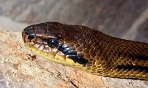 Found: Four-lined Ratsnake, non-venomous snake found in