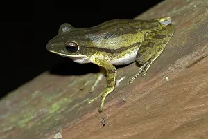 Polypedates: Four-lined Tree Frog