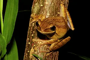 Sumatra: Four-lined Tree Frog