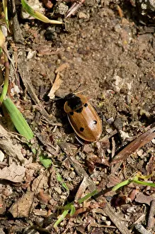 Quadrimaculata: Four-point Silphe (Dendroxena quadrimaculata) on