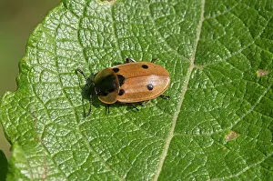 Quadrimaculata: Four-point Silphe (Dendroxena quadrimaculata) on