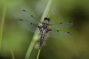 Reeds: Four-spot (Libellula quadrimaculata) sitting on a reed stalk