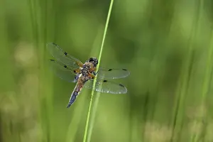 Dragonflies: Four-spot (Libellula quadrimaculata) sitting on a rush stalk