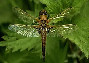 Quadrimaculata: Four-Spotted Chaser