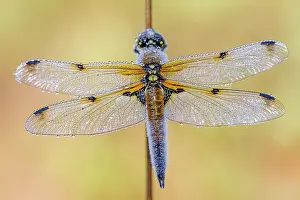 Chaser: Four-spotted Chaser