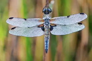 Chaser: Four-spotted Chaser