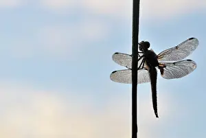 Chaser: Four-spotted Chaser