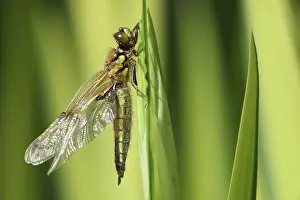 Chaser: Four-spotted Chaser