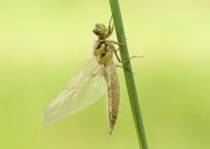 Chaser: Four-spotted Chaser