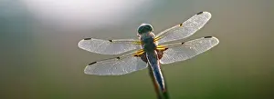 Chaser: Four-spotted Chaser