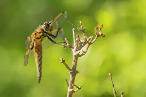 Chaser: Four-spotted Chaser