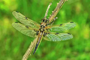 Quadrimaculata: Four-spotted Chaser Dragonfly