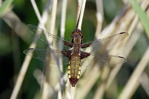 Depressa: Four-spotted Chaser Dragonfly - female, resting