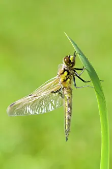 Quadrimaculata: Four-spotted Chaser Dragonfly - recently emerged